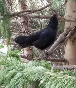 Black chicken in tree (2).jpg