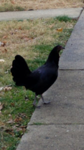 black chicken.jpg